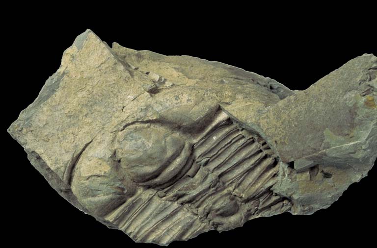 Colour image of fossilized animal with hard shell stripes