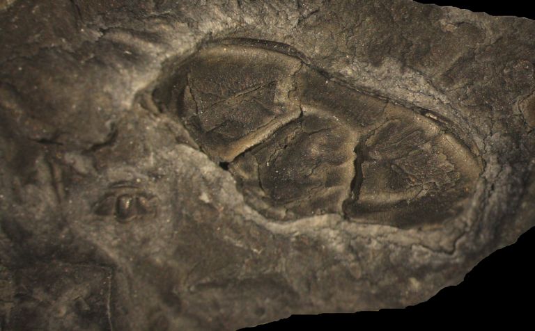 Image couleur de roche brune avec trois bosses fossilisées
