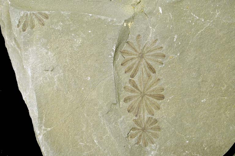 Photographie couleur d’une roche grise avec des feuilles fossiles brunes