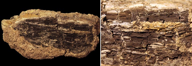 Double image of a brown rock with dark brown fossil wood and close-up photograph of the same
