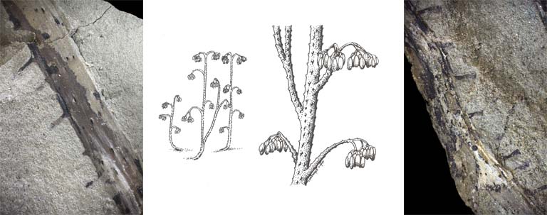 Triple image couleur : roches grises avec épaisses rayures noires et, au centre, dessin de plante