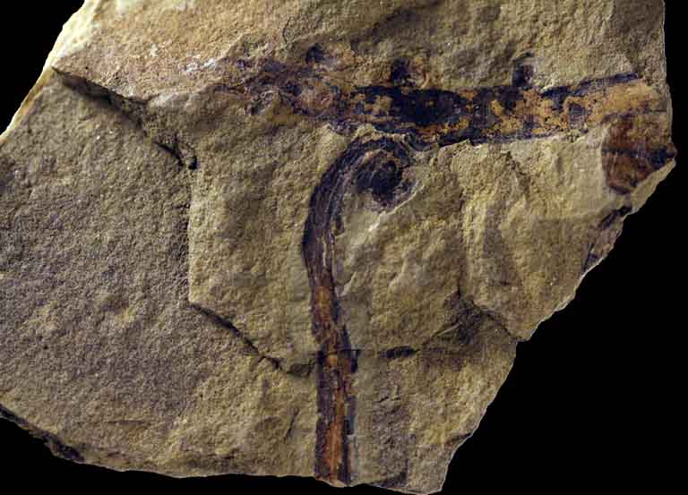 Image couleur de roche brune avec bande verticale noire et dessus incurvé