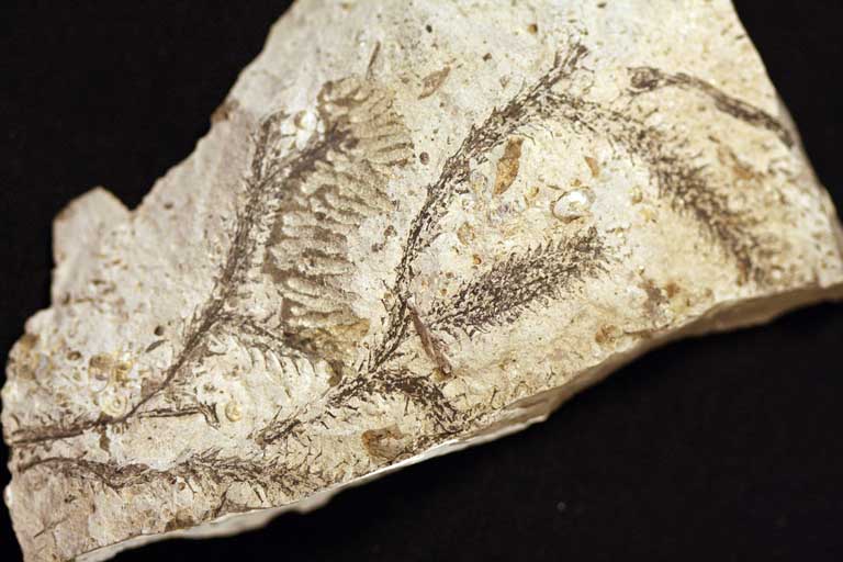 Image couleur de roche blanche avec fossiles de plante bruns ressemblant à une fougère
