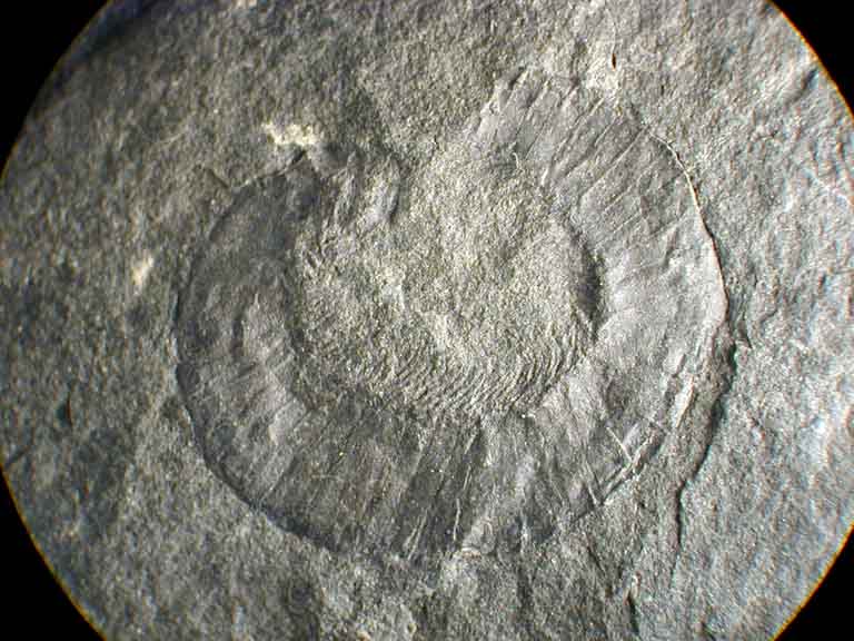 Image couleur de roche grise avec fossile d’animal enroulé, de type mille-pattes 