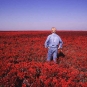 Photographie couleur d’un homme en bleu debout dans un champ de végétaux rouges