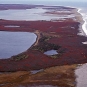 Photographie couleur d’une plage au bord de l’océan avec de la végétation orange et rouge