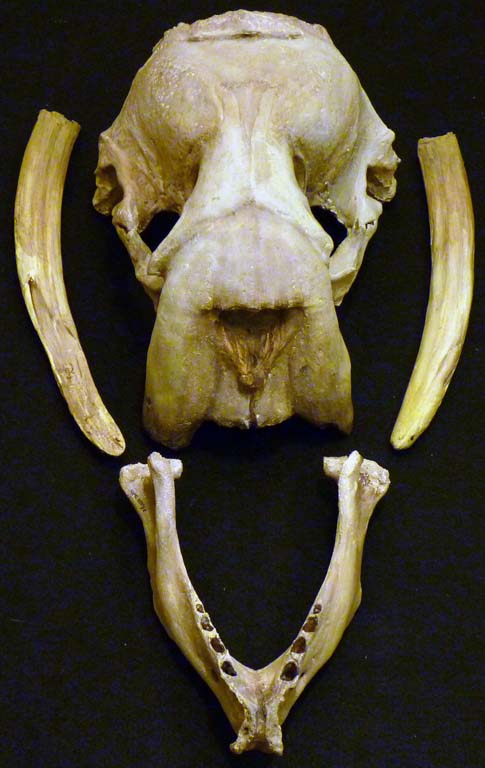 Colour photograph of five brown bones from a walrus head