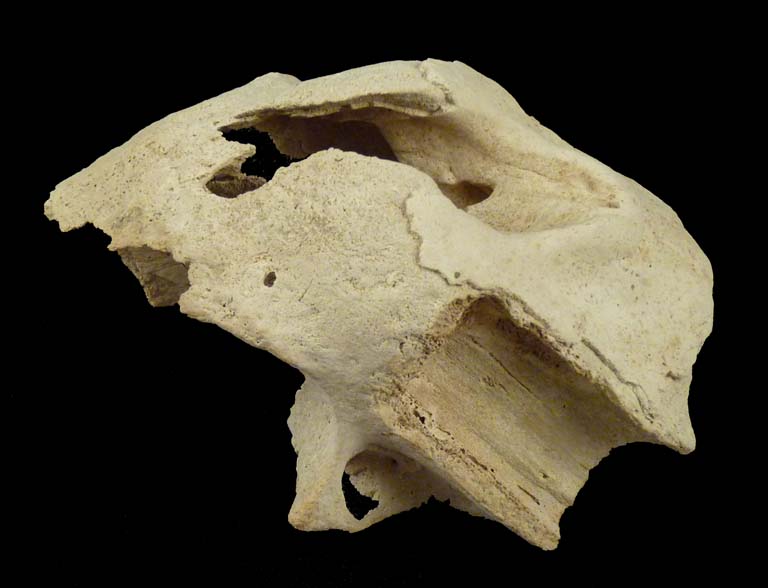 Colour photograph of white bones from a walrus head