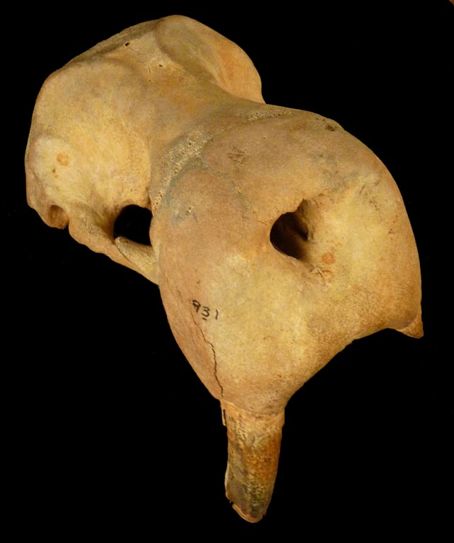 Colour photograph of brown bones from a walrus head