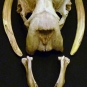 Colour photograph of five brown bones from a walrus head