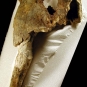 Colour photograph of brown bones from a walrus head
