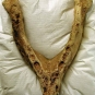 Colour photograph of brown bones from a walrus jaw