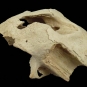 Colour photograph of white bones from a walrus head