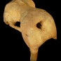 Colour photograph of brown bones from a walrus head