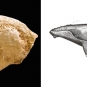 Double colour image of a brown bone with a sketch of a whale