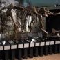 Colour photograph of a brown skeleton
