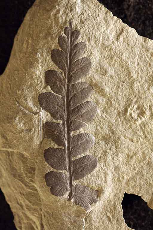 Colour photograph of a gray rock with a black fossil of a fern leaf